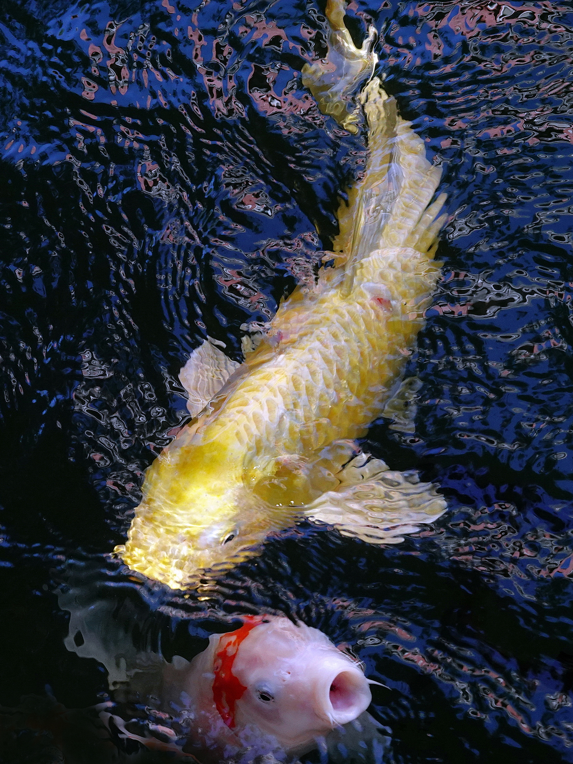 陳永鑑_錦鯉遊緃_20201108d.jpg