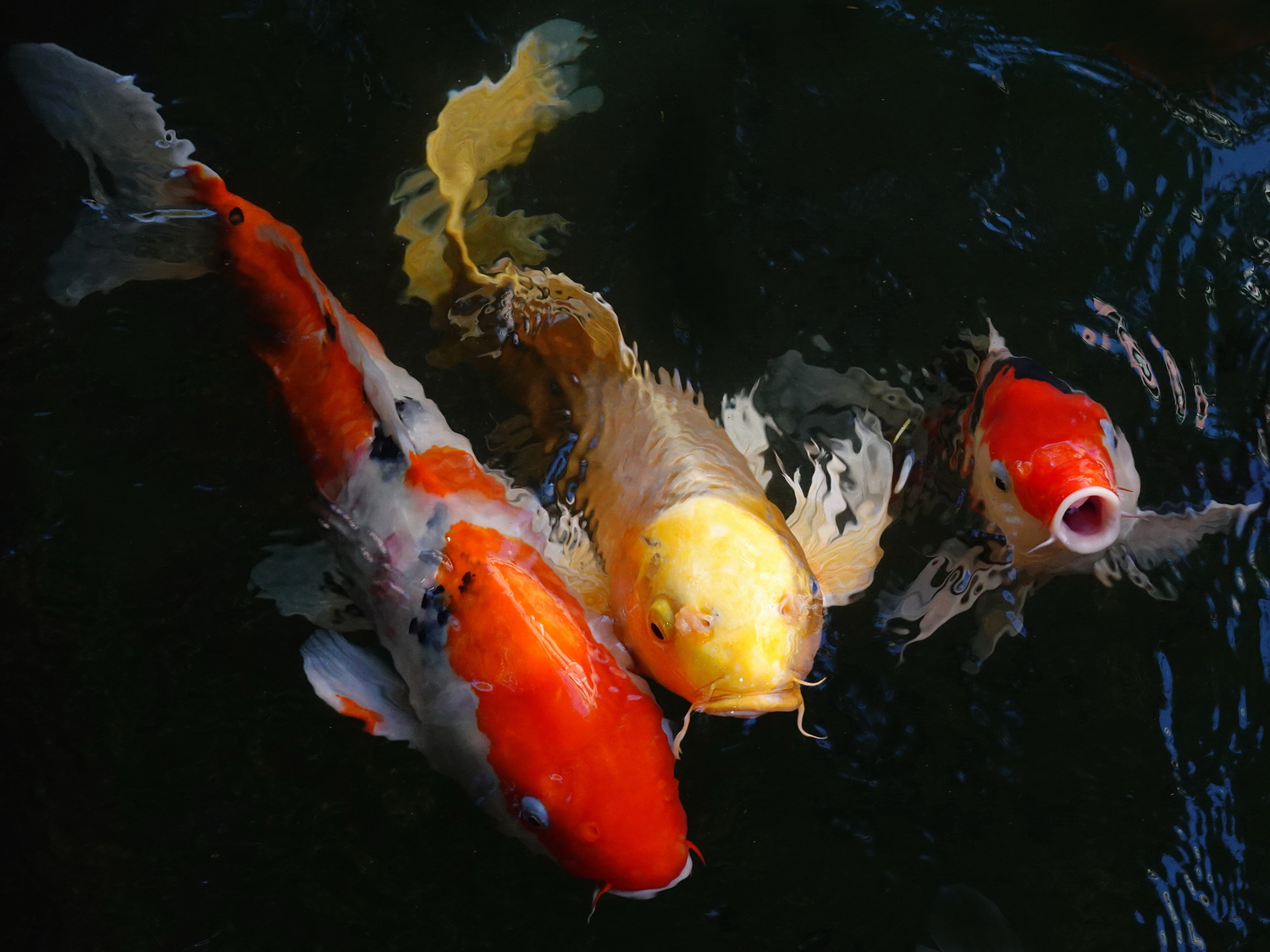 陳永鑑_錦鯉遊緃_20201108c.jpg