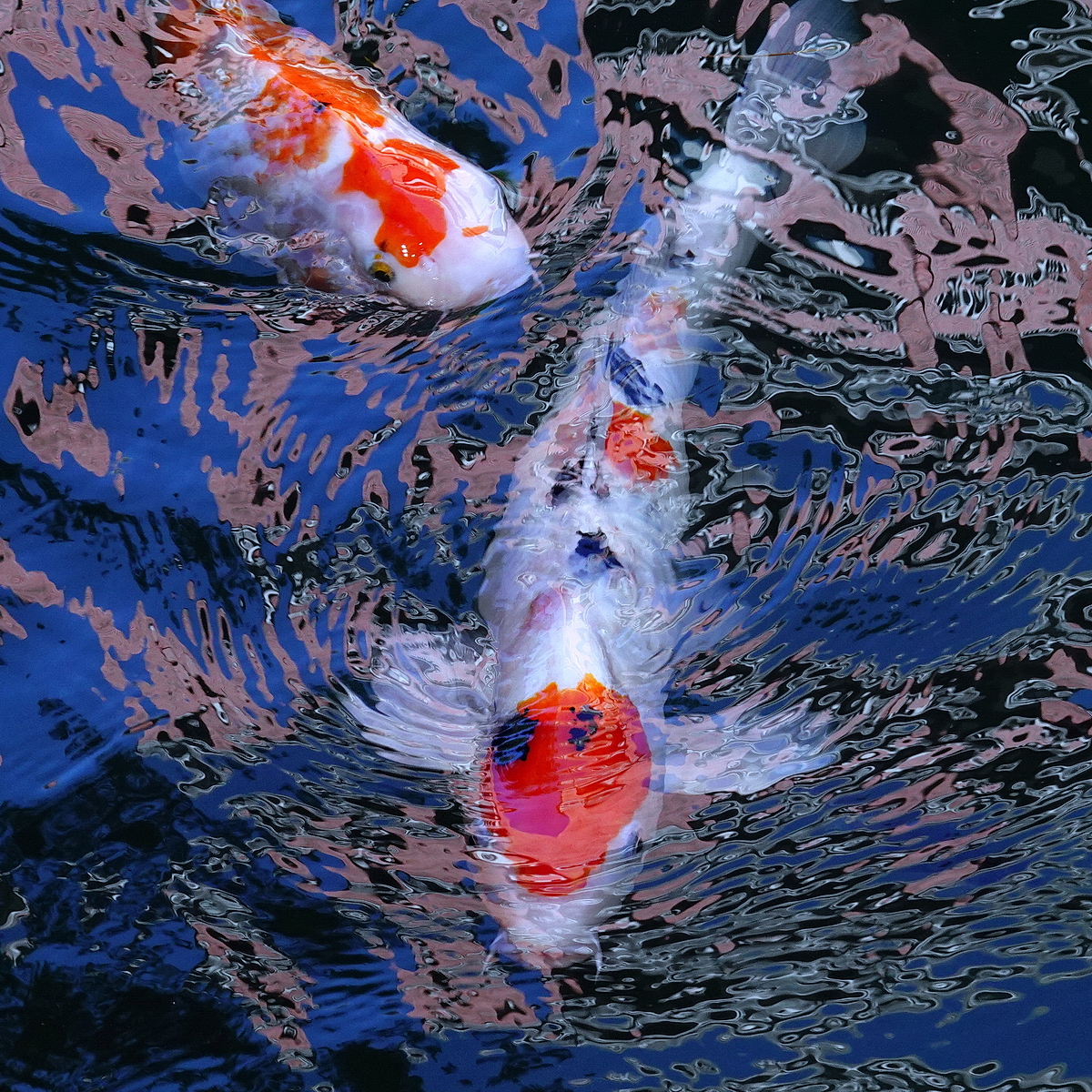 陳永鑑_錦鯉遊緃_20201108b.jpg