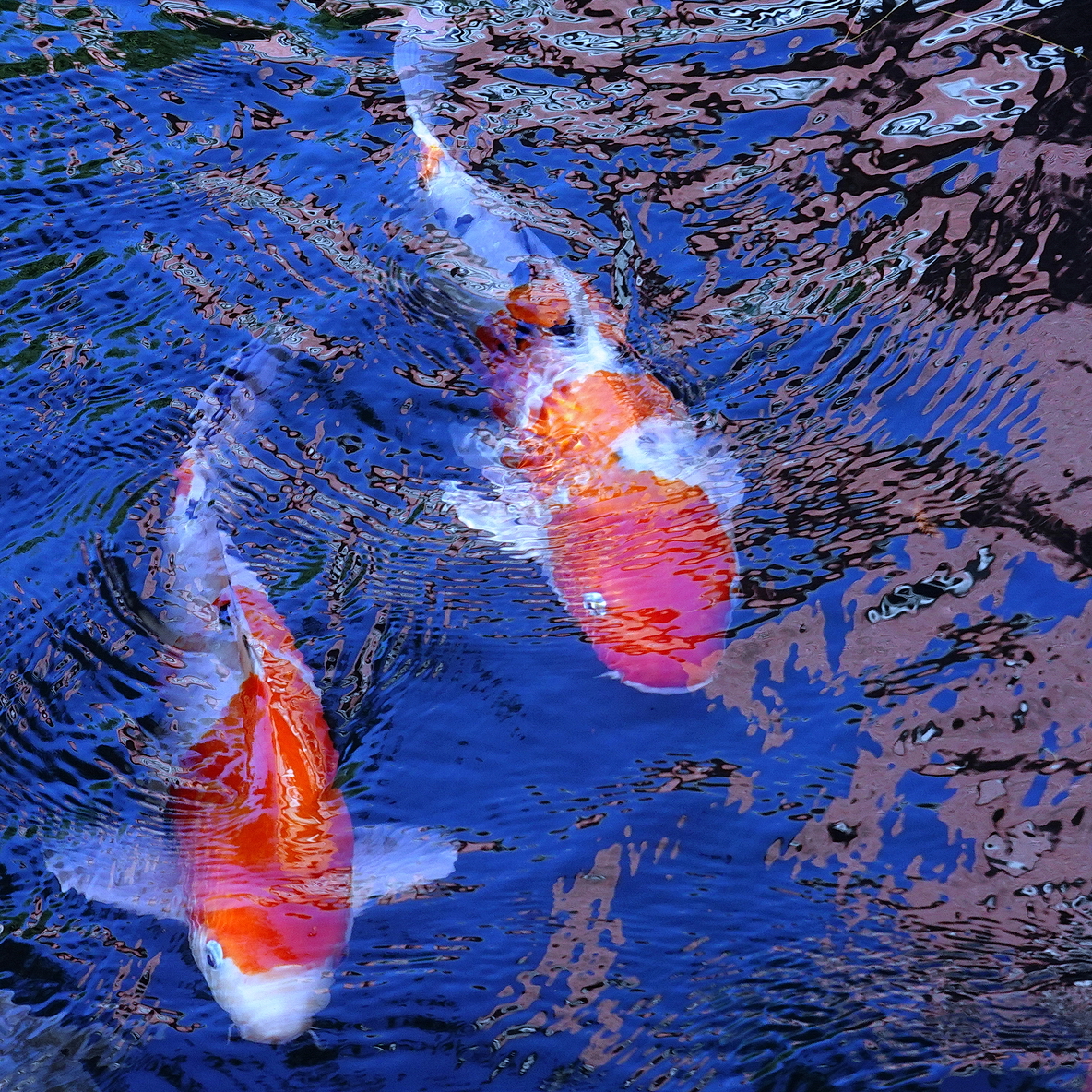 陳永鑑_錦鯉遊緃_20201108p.jpg