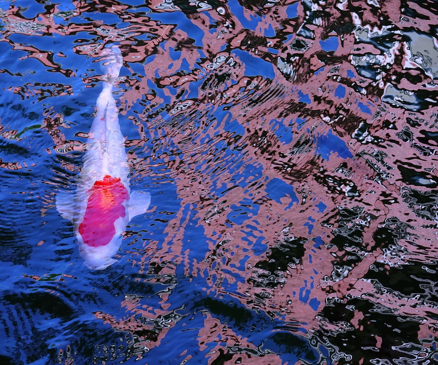 陳永鑑_錦鯉遊緃_20201108n.jpg