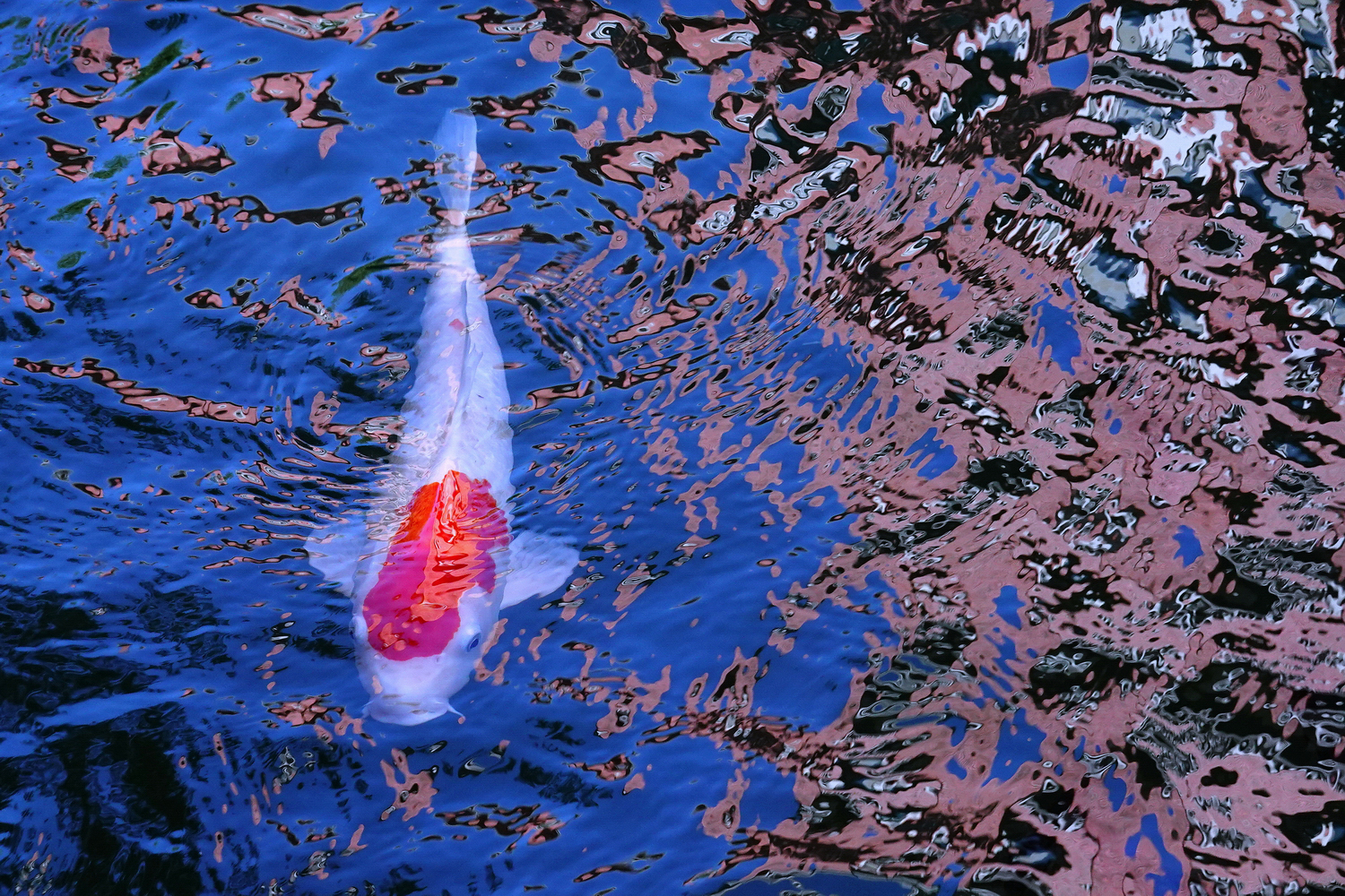 陳永鑑_錦鯉遊緃_20201108o.jpg
