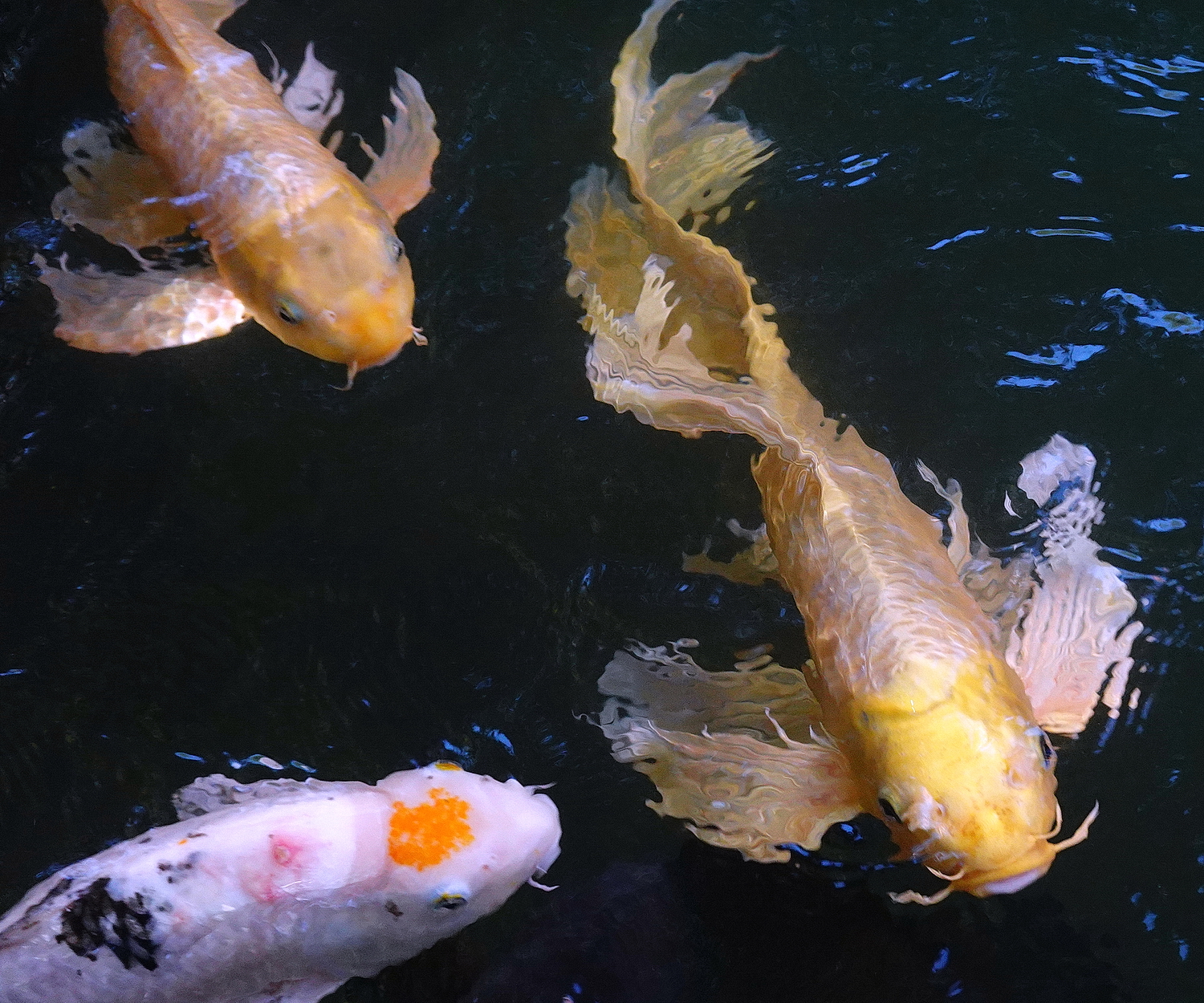 陳永鑑_錦鯉遊緃_20201108m.jpg