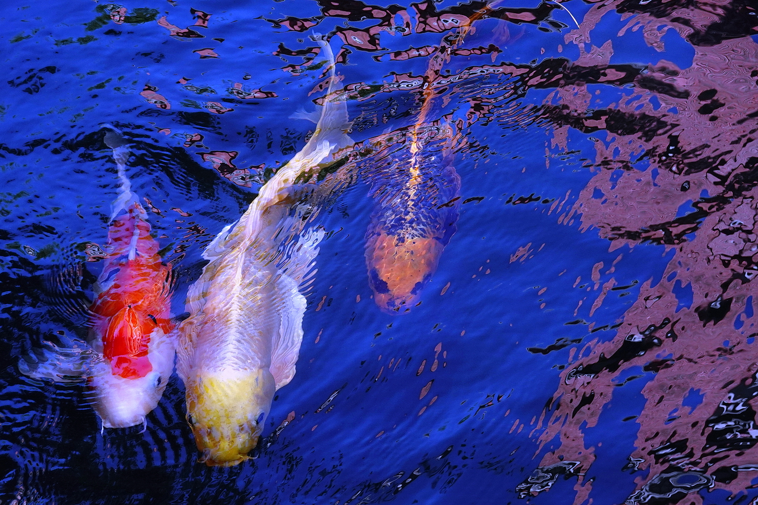 陳永鑑_錦鯉遊緃_20201108l.jpg