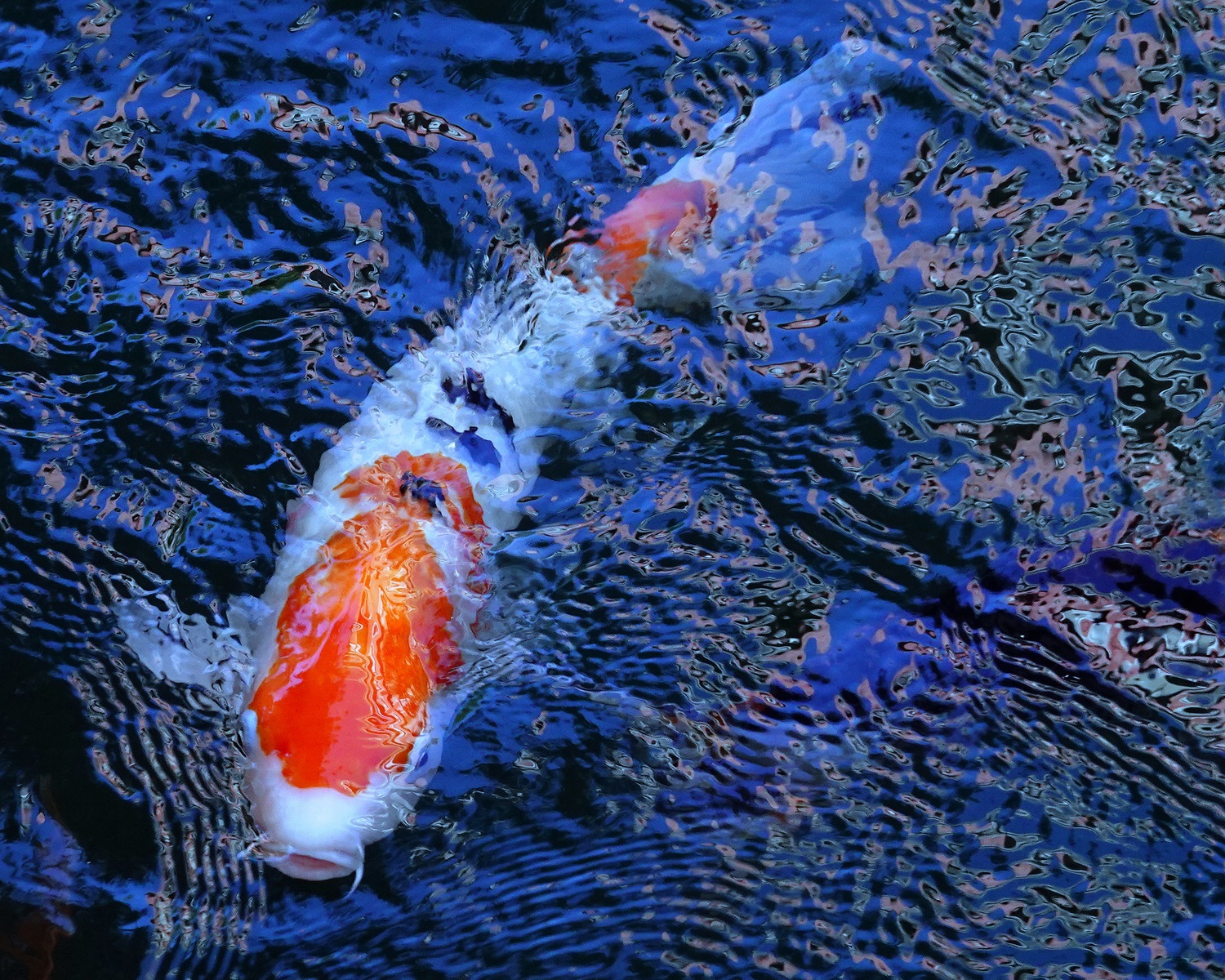 陳永鑑_錦鯉遊緃_20201108k.jpg