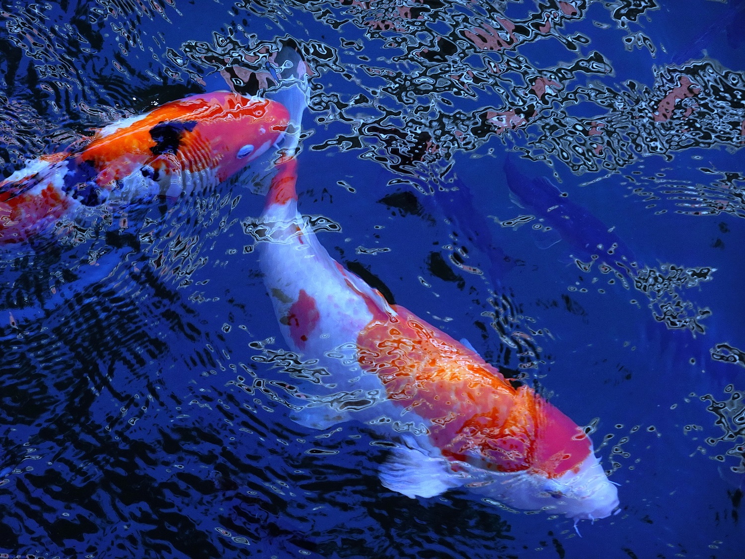 陳永鑑_錦鯉遊緃_20201108j.jpg