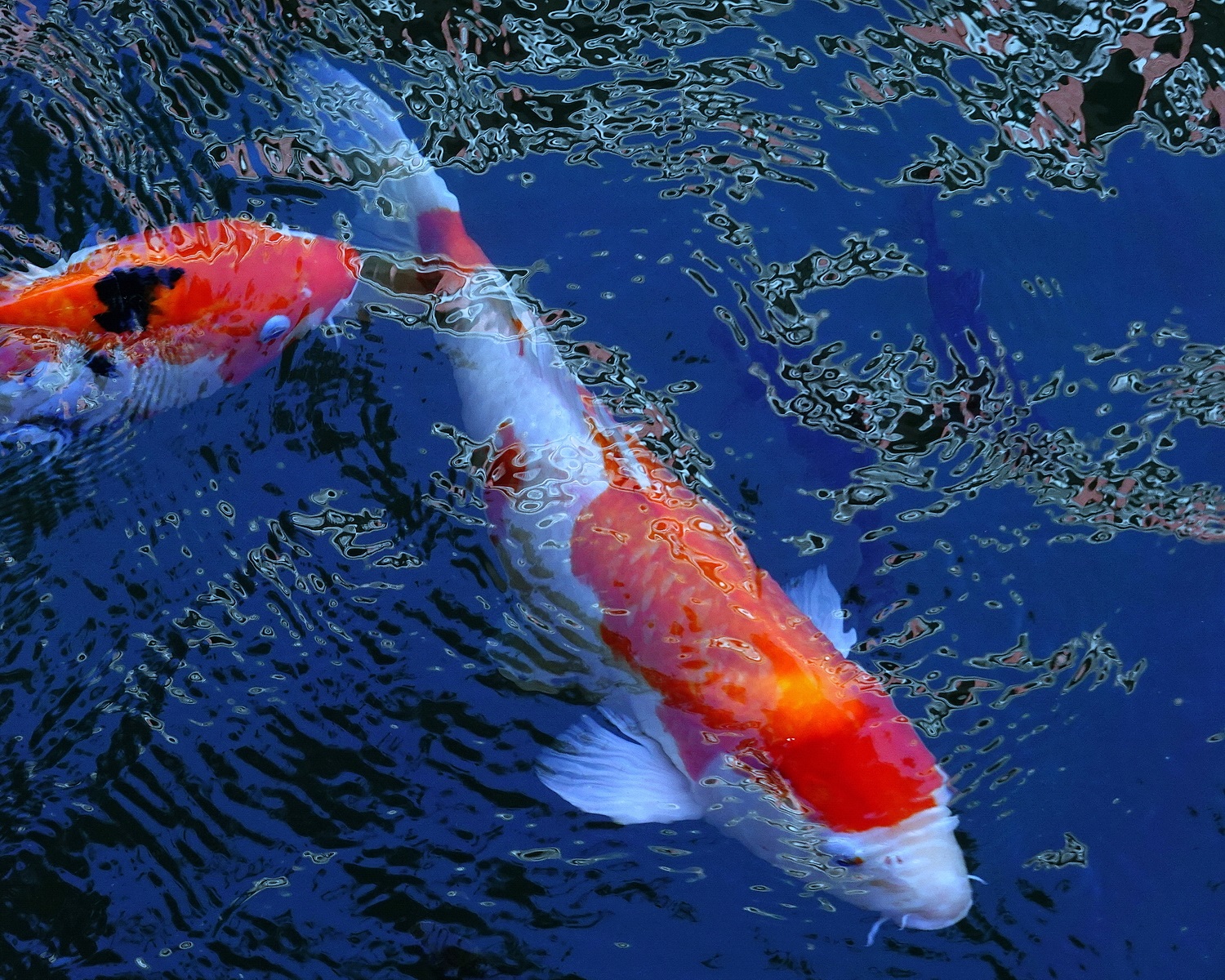 陳永鑑_錦鯉遊緃_20201108i.jpg