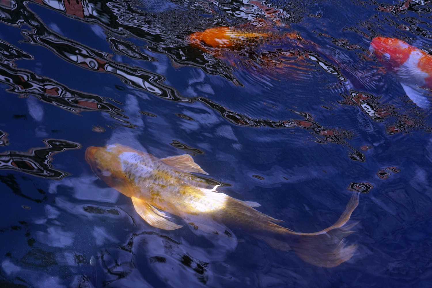 陳永鑑_錦鯉遊緃_20201108w.jpg