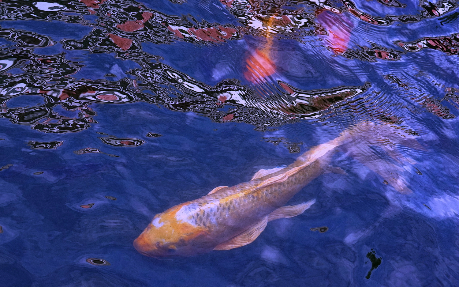 陳永鑑_錦鯉遊緃_20201108v.jpg