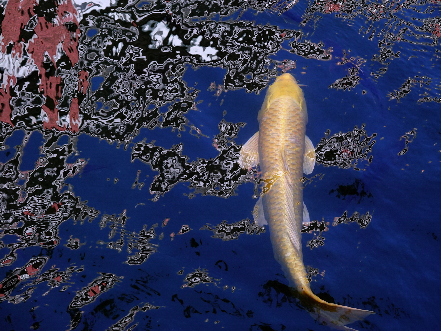 陳永鑑_錦鯉遊緃_20201108s.jpg
