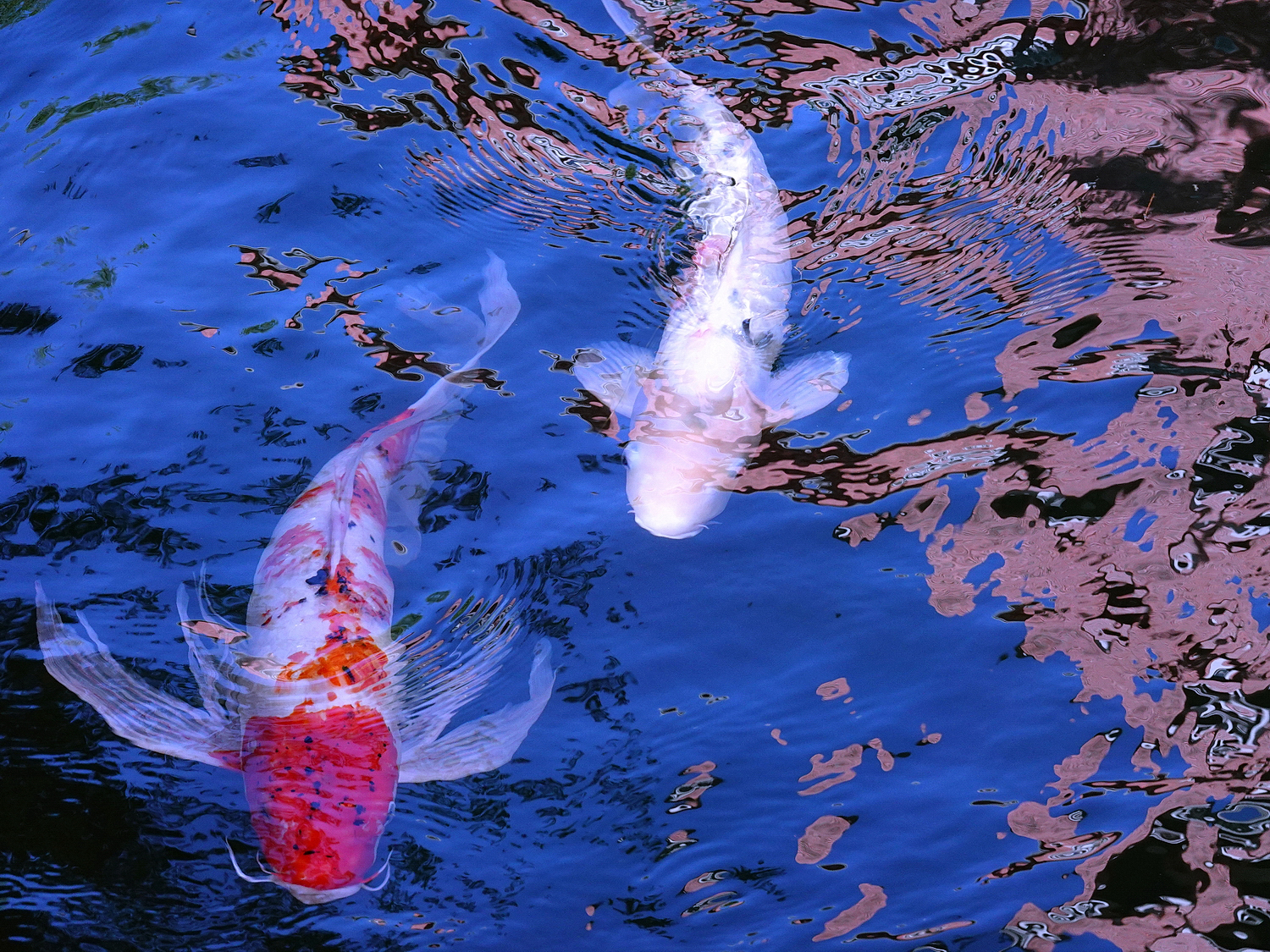 陳永鑑_錦鯉遊緃_20201108r.jpg