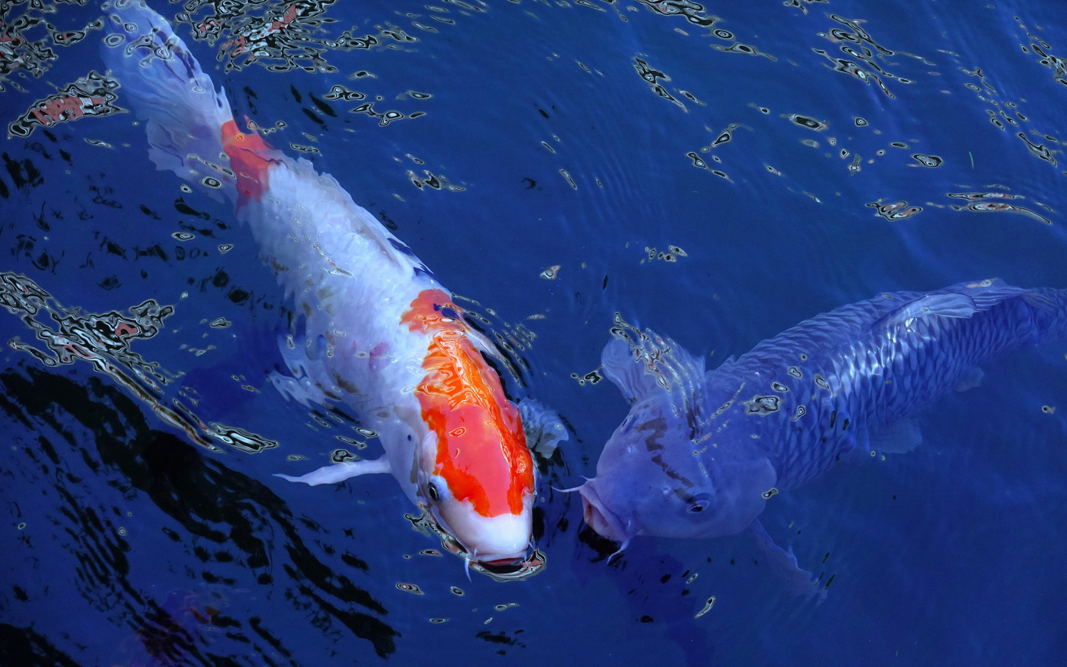 陳永鑑_錦鯉遊緃_20201108q.jpg
