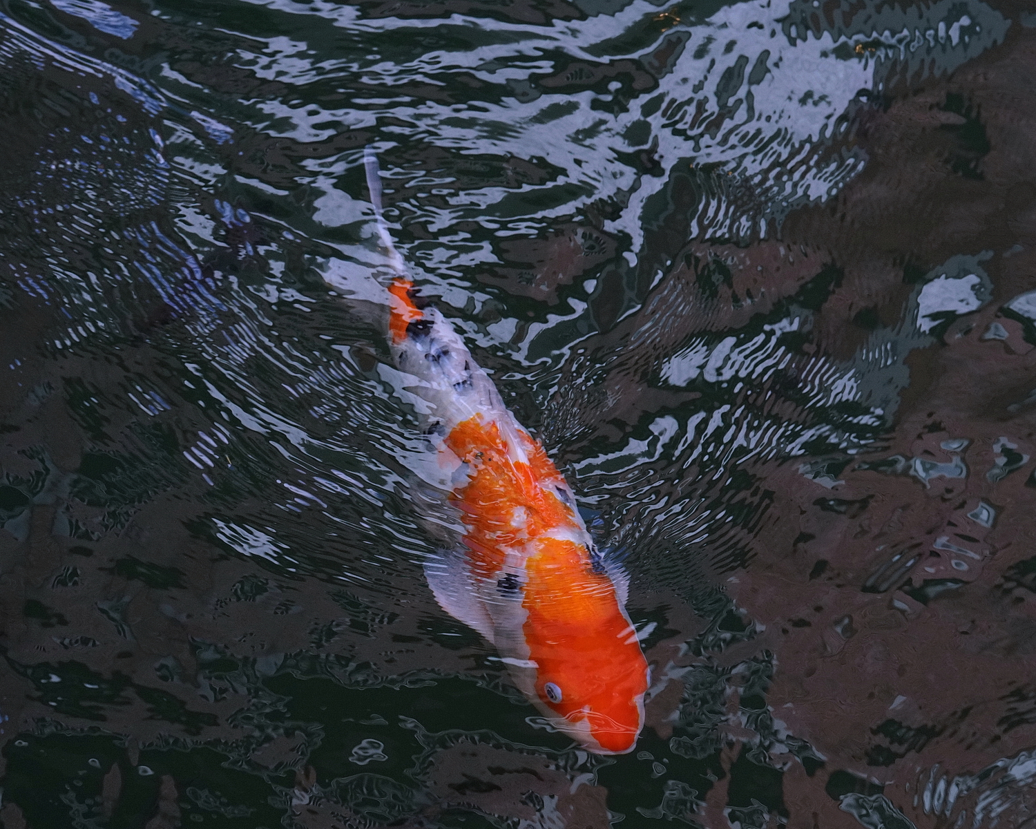 陳永鑑_錦鯉遊緃_20201109g.jpg