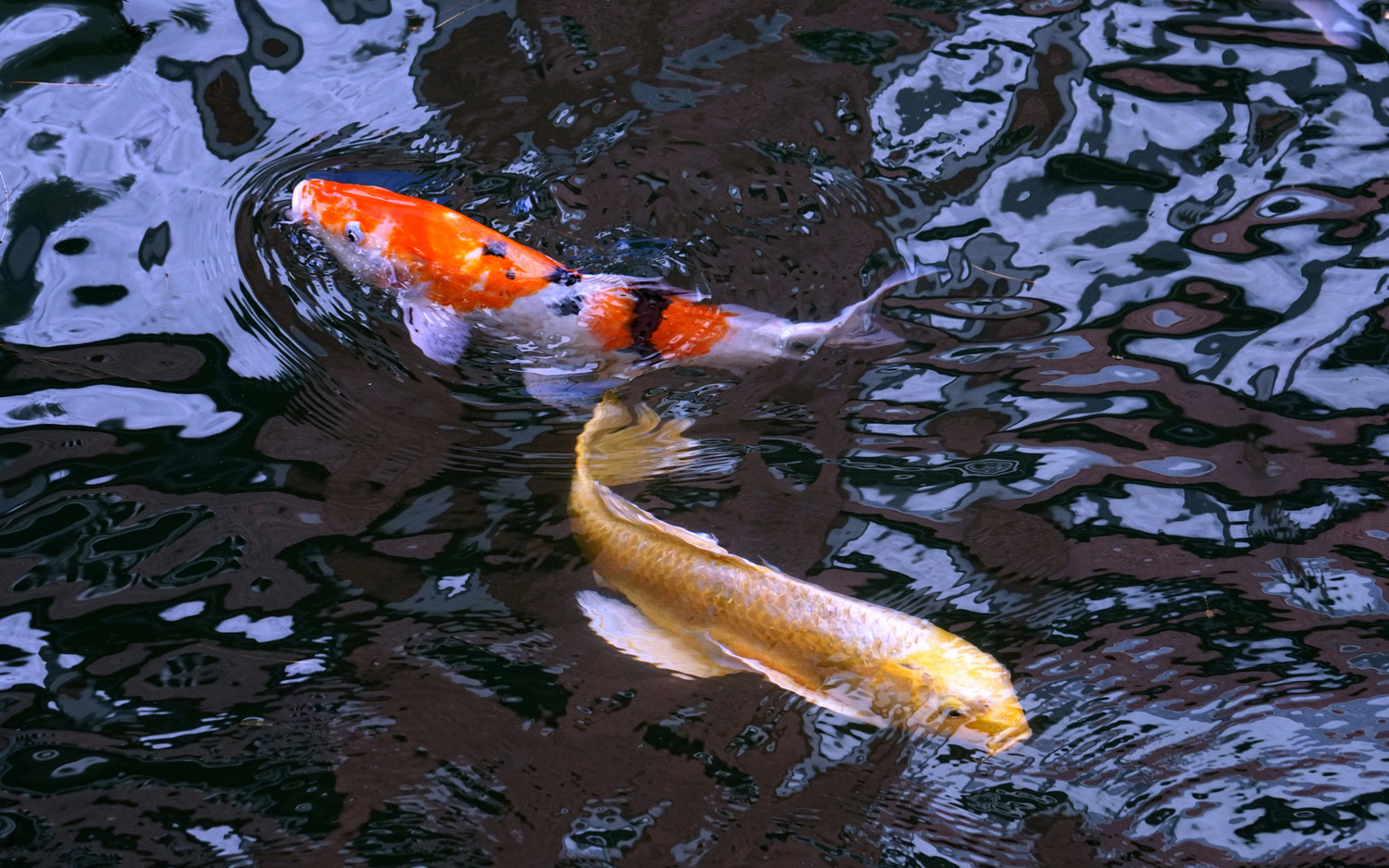 陳永鑑_錦鯉遊緃_20201109e.jpg