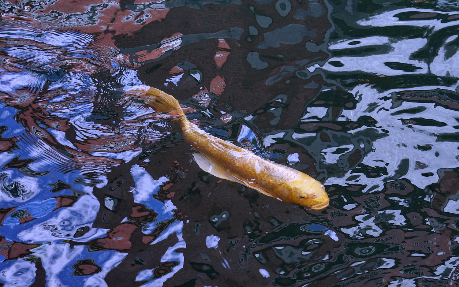 陳永鑑_錦鯉遊緃_20201109d.jpg