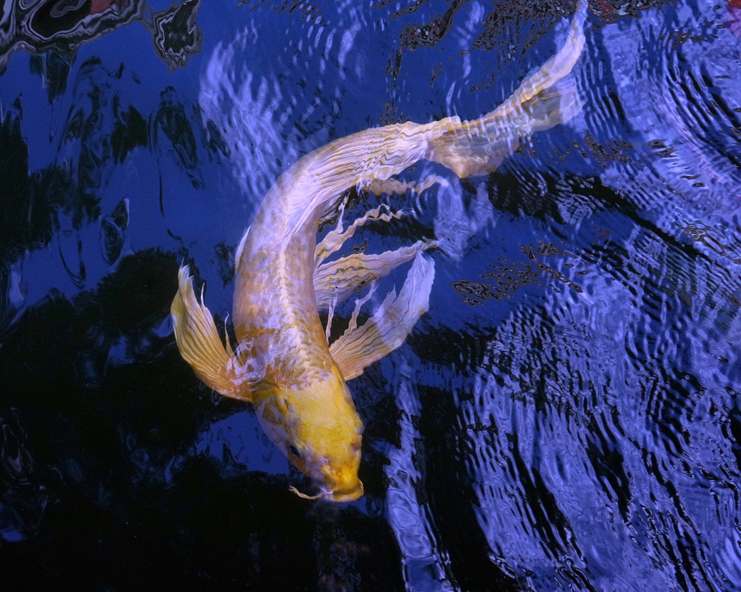 陳永鑑_錦鯉遊緃_20201109c.jpg