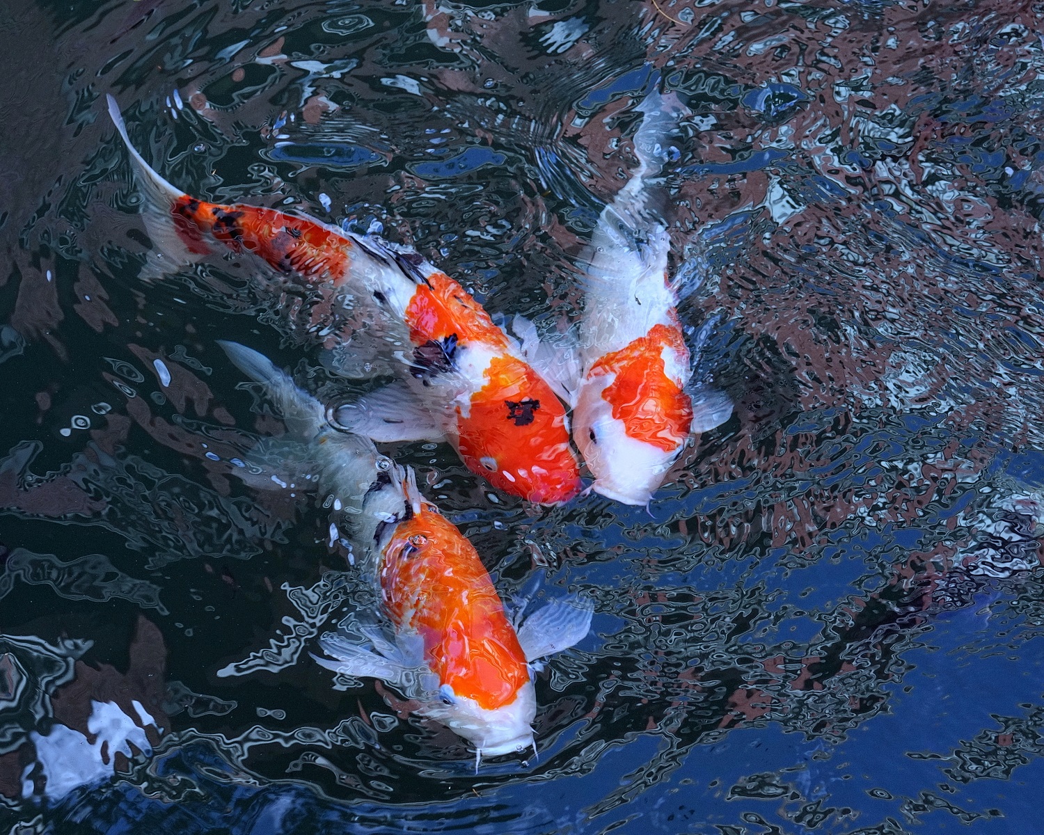 陳永鑑_錦鯉遊緃_20201109b.jpg