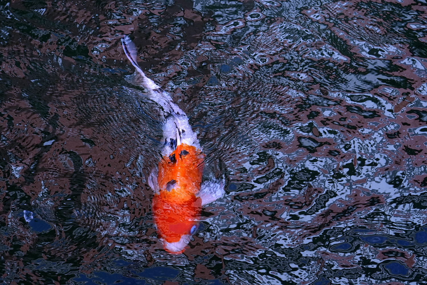陳永鑑_錦鯉遊緃_20201109n.jpg