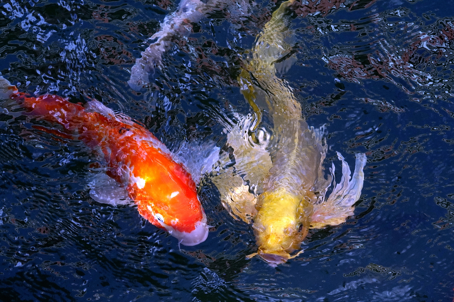 陳永鑑_錦鯉遊緃_20201109m.jpg