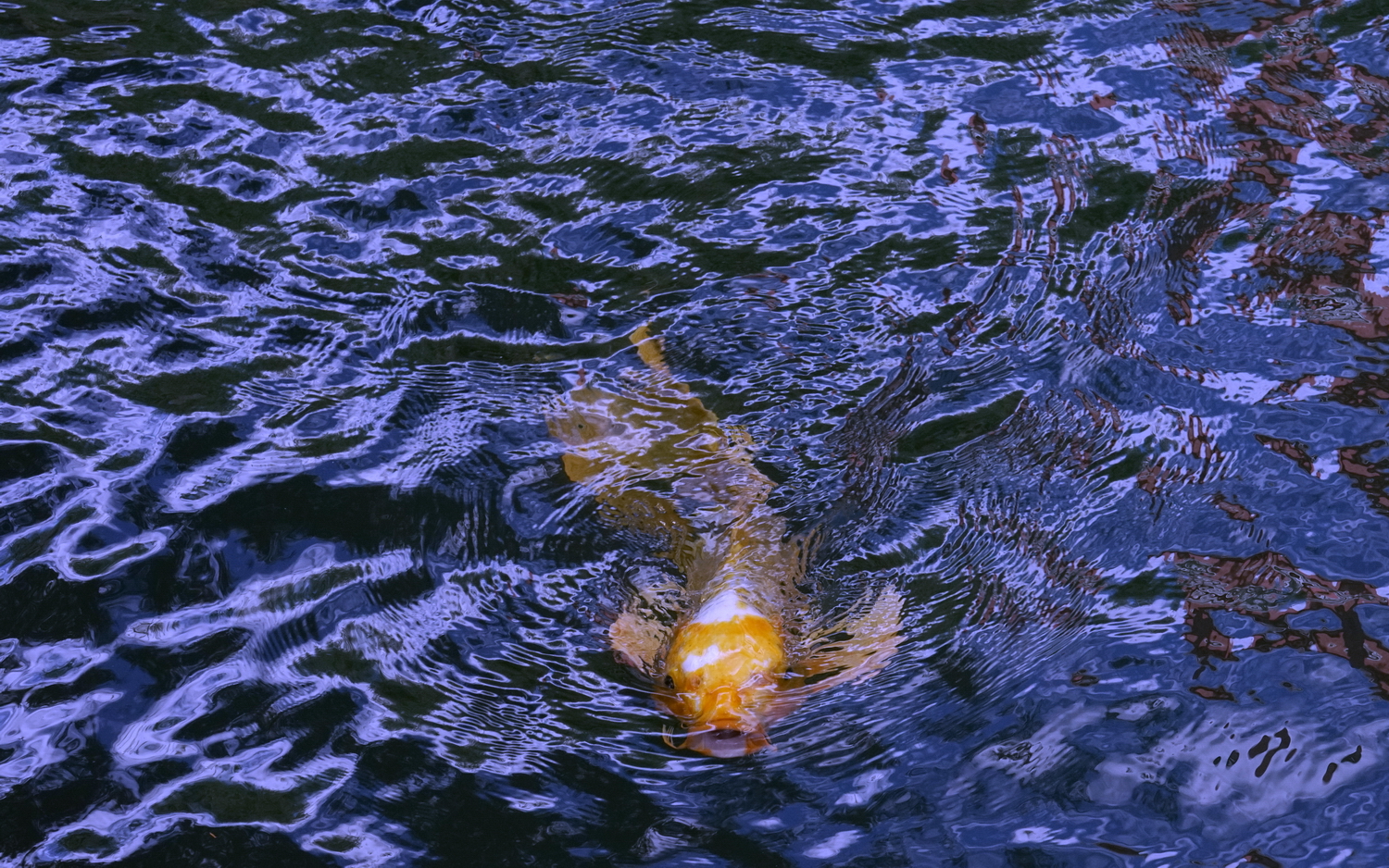 陳永鑑_錦鯉遊緃_20201109l.jpg