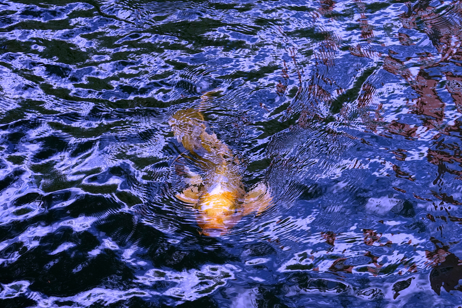 陳永鑑_錦鯉遊緃_20201109k.jpg