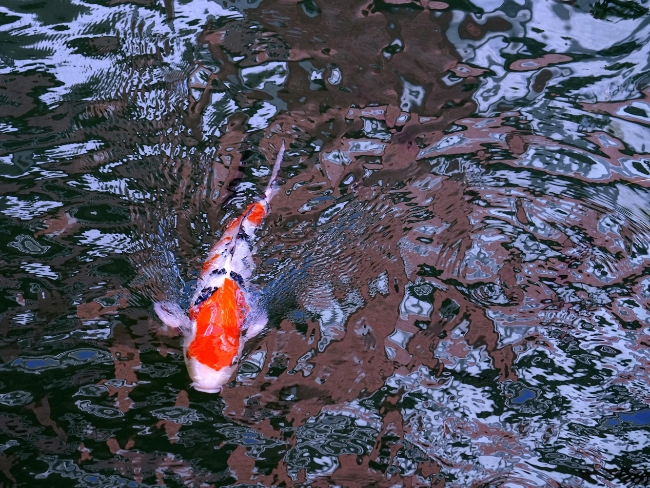 陳永鑑_錦鯉遊緃_20201109j.jpg