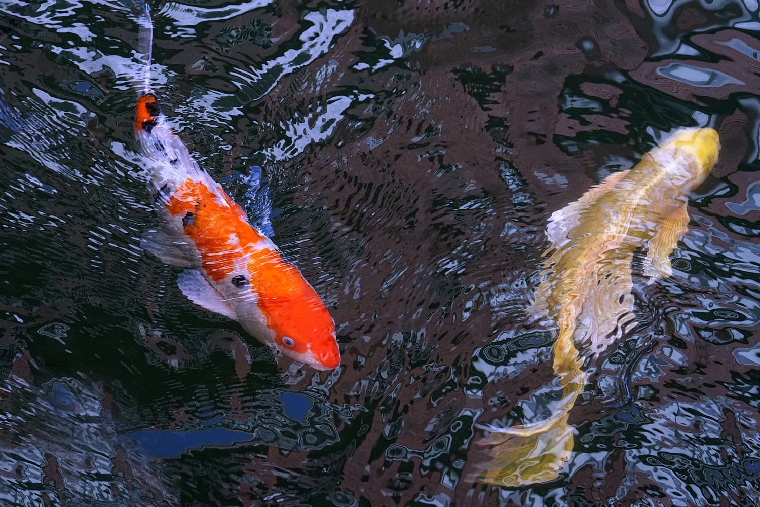 陳永鑑_錦鯉遊緃_20201109h.jpg