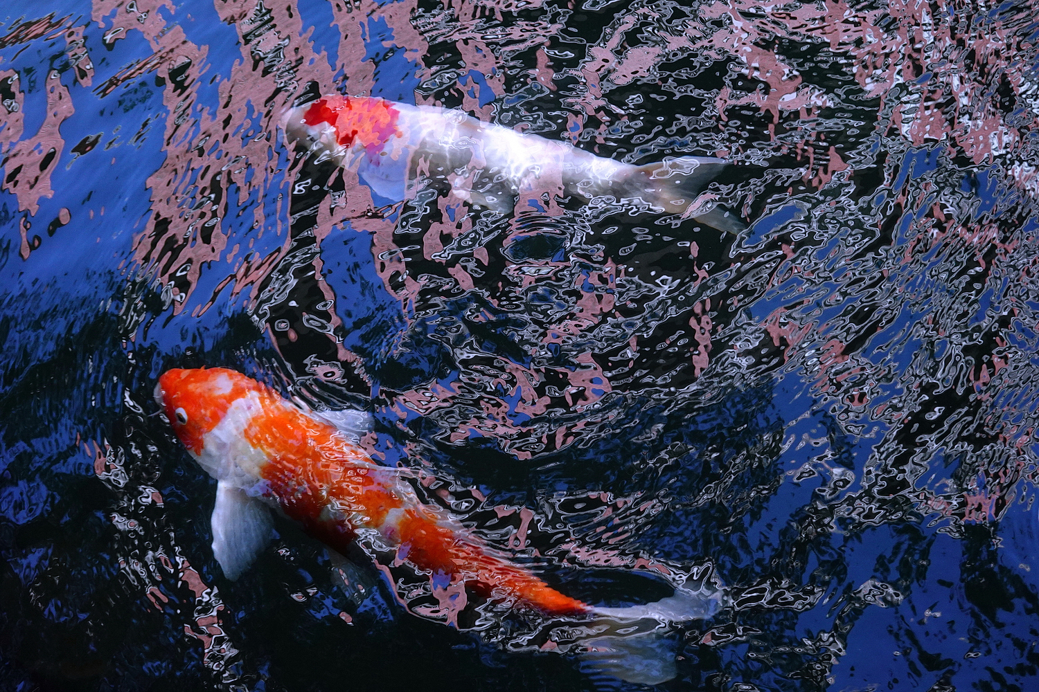 陳永鑑_錦鯉遊緃_20201109n8.jpg