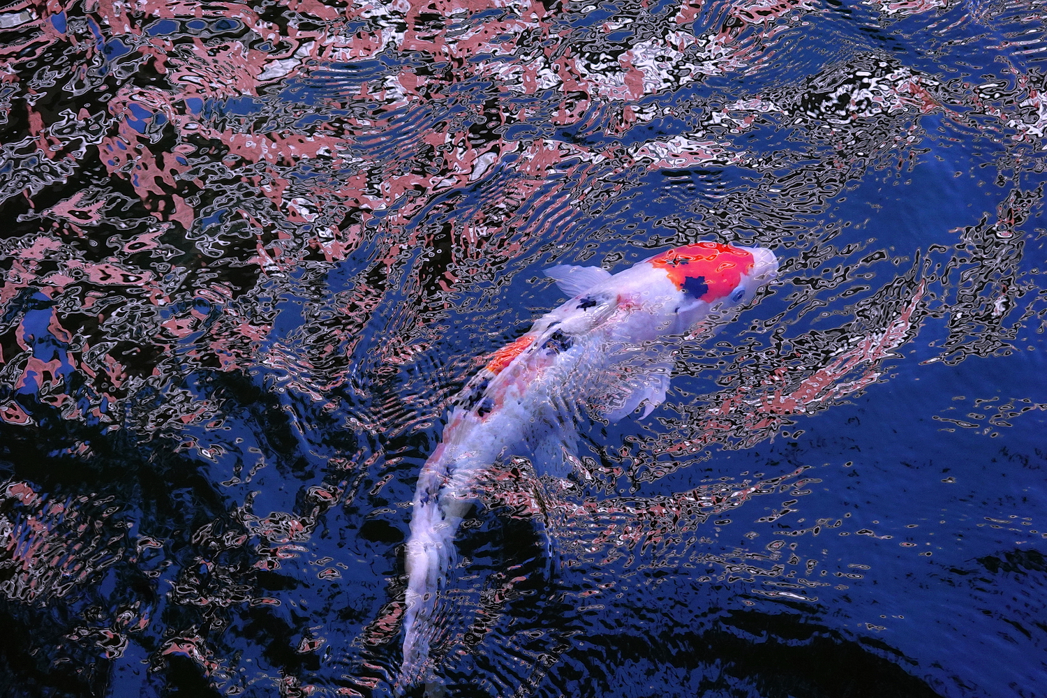 陳永鑑_錦鯉遊緃_20201109n7.jpg