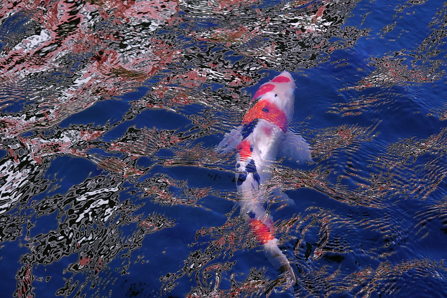 陳永鑑_錦鯉遊緃_20201109n6.jpg