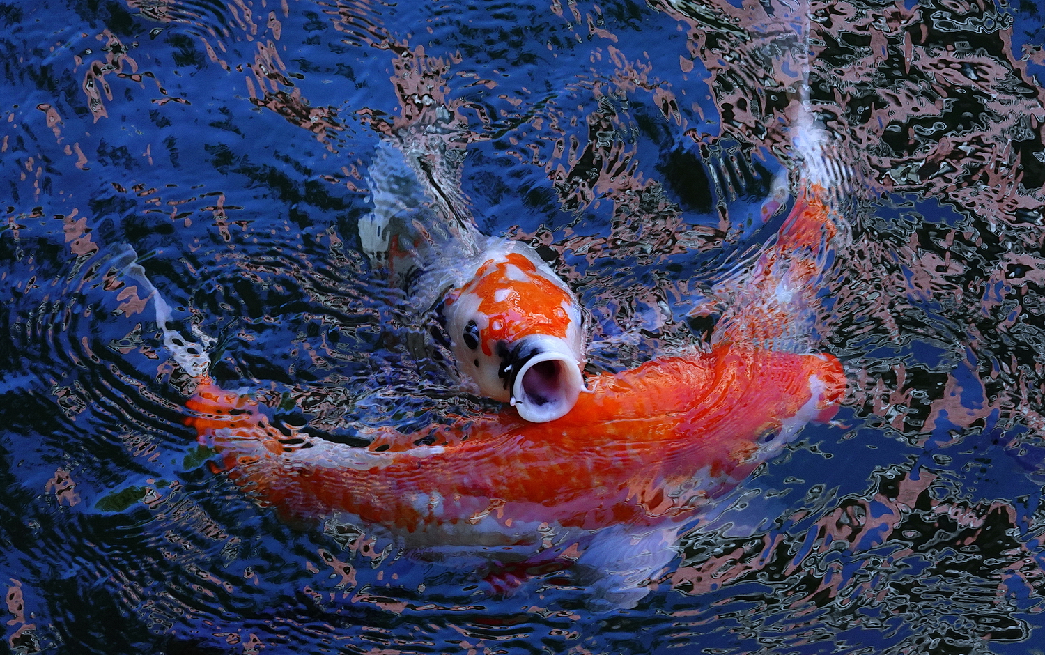 陳永鑑_錦鯉遊緃_20201109n5.jpg