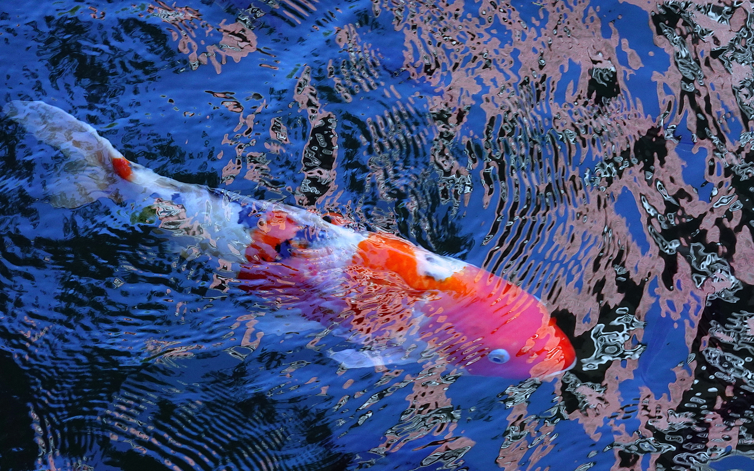 陳永鑑_錦鯉遊緃_20201109n4.jpg