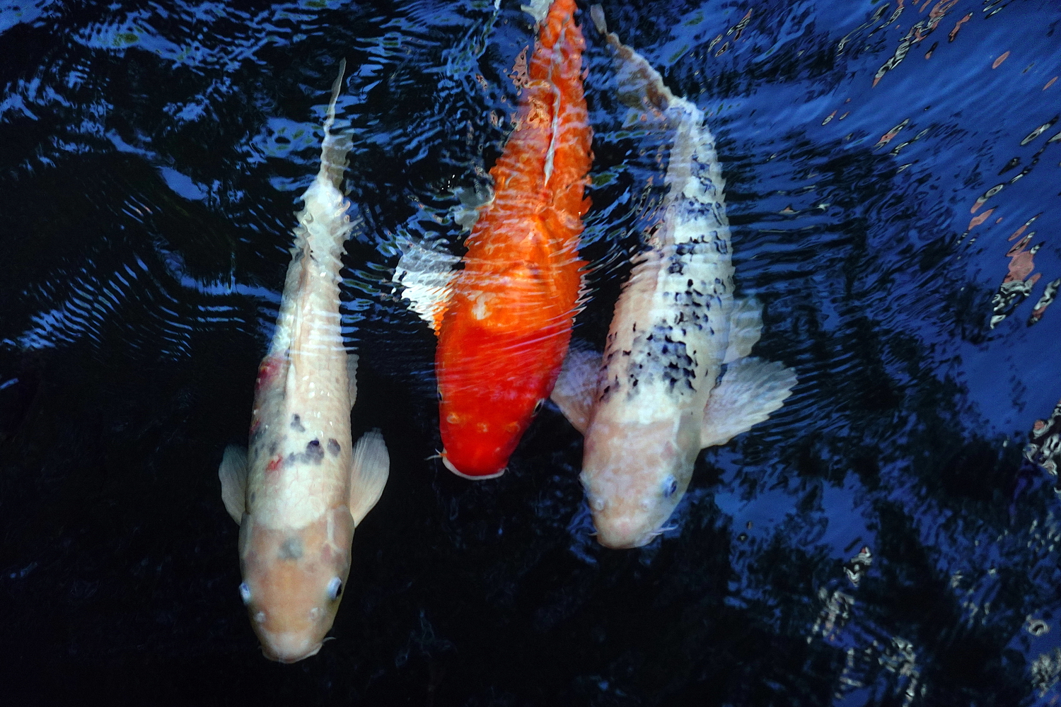 陳永鑑_錦鯉遊緃_20201109n3.jpg