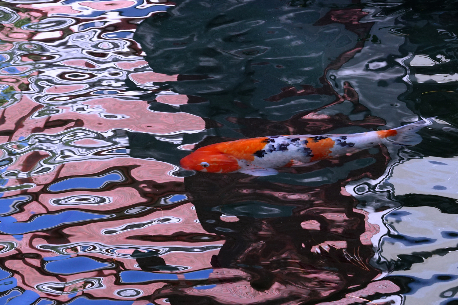 陳永鑑_錦鯉遊緃_20201109n2.jpg