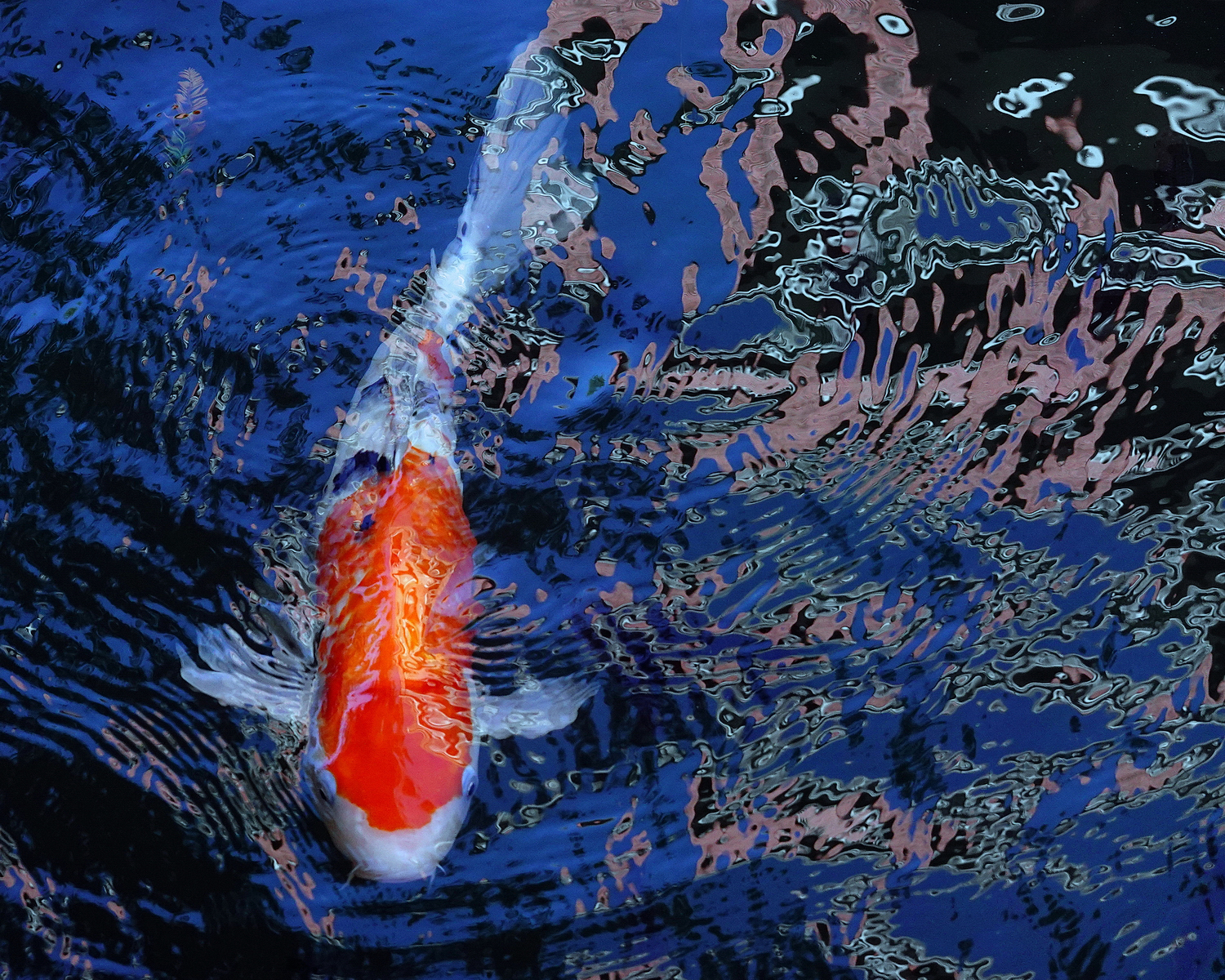 陳永鑑_錦鯉遊緃_20201109n1.jpg