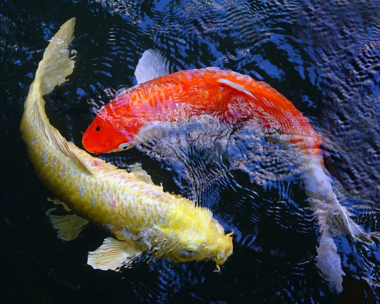 陳永鑑_錦鯉遊緃_20201110h.jpg