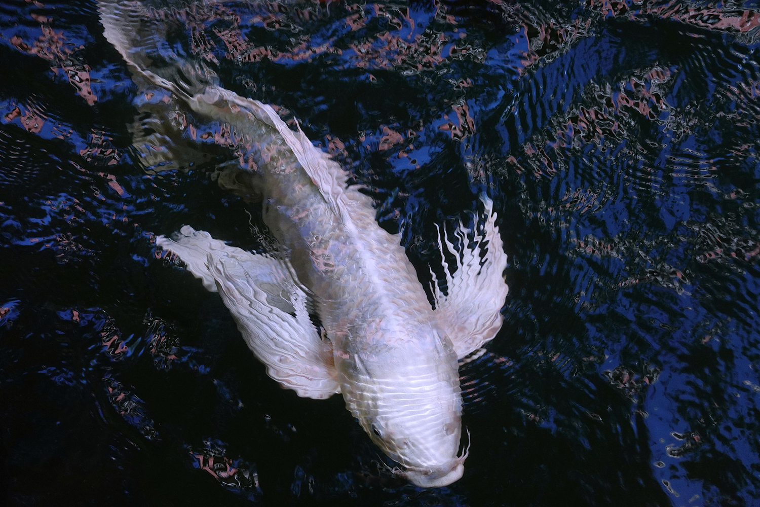 陳永鑑_錦鯉遊緃_20201110f.jpg