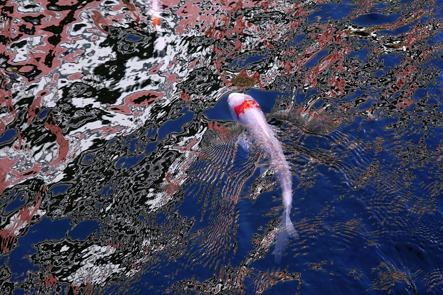 陳永鑑_錦鯉遊緃_20201110e.jpg