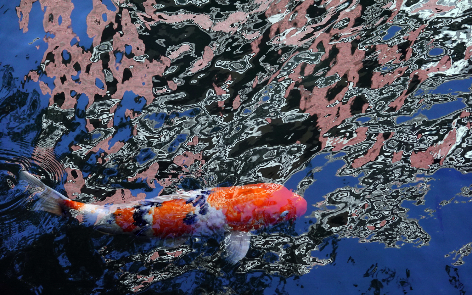 陳永鑑_錦鯉遊緃_20201110d.jpg