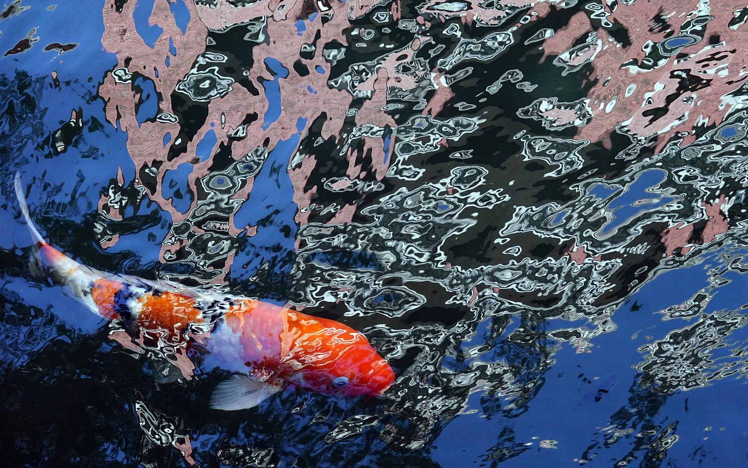 陳永鑑_錦鯉遊緃_20201110c.jpg
