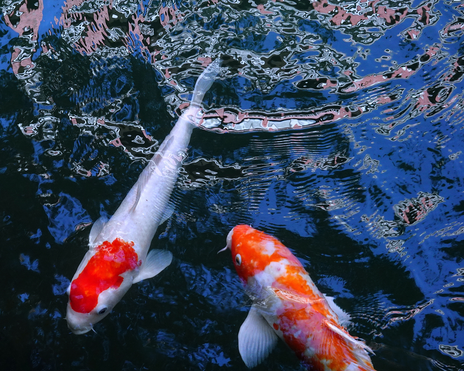 陳永鑑_錦鯉遊緃_20201110b.jpg