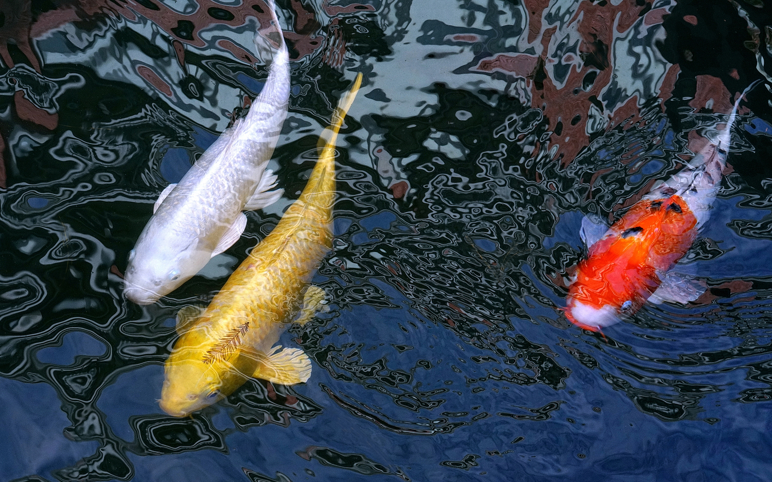 陳永鑑_錦鯉遊緃_20201111e.jpg