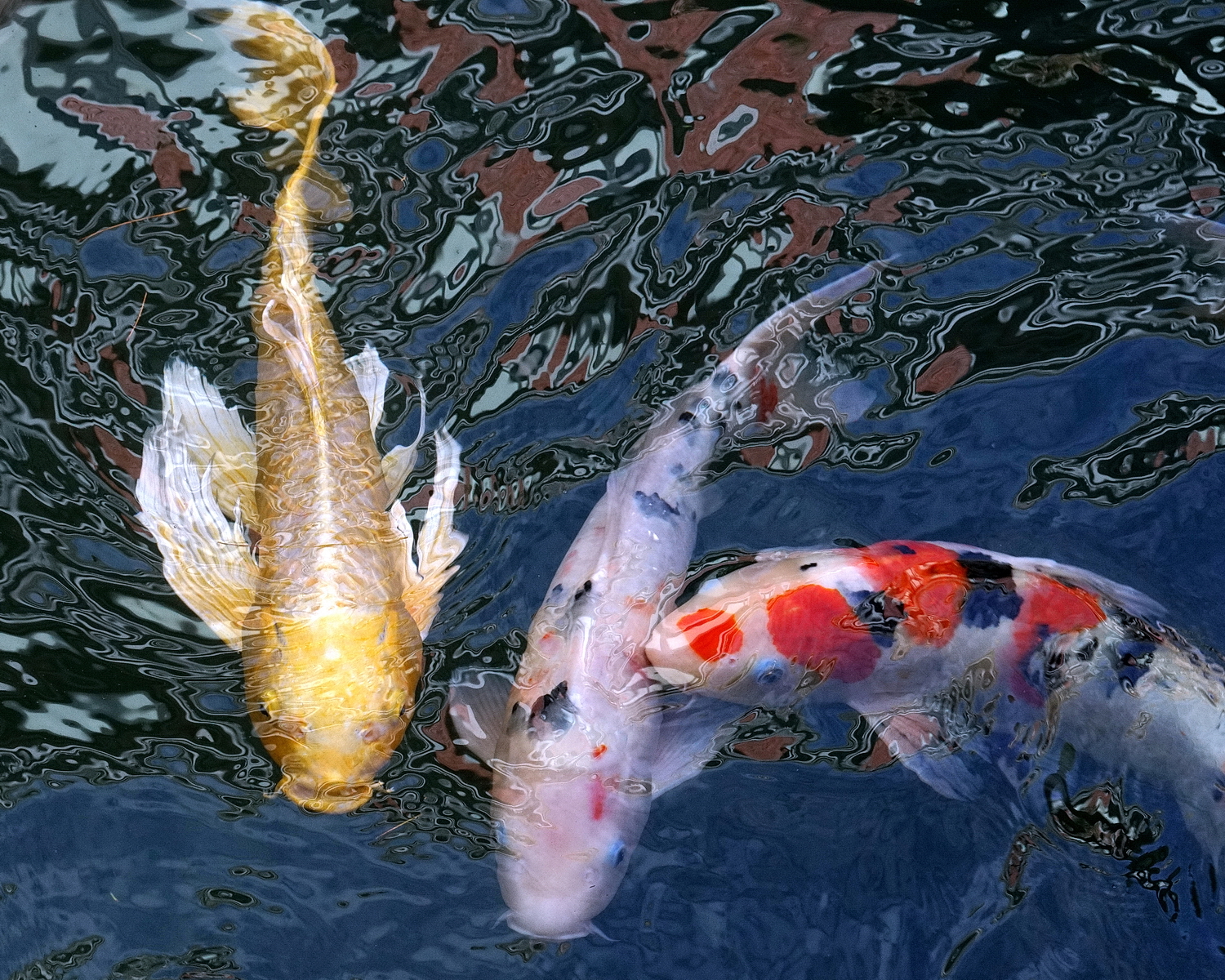陳永鑑_錦鯉遊緃_20201111d.jpg