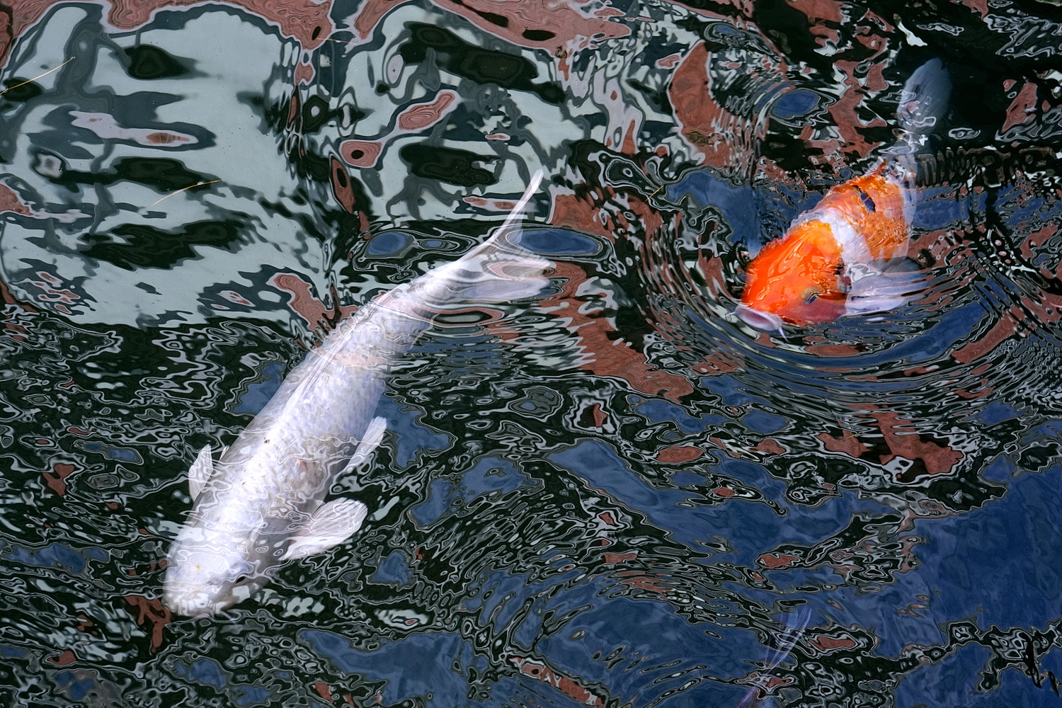 陳永鑑_錦鯉遊緃_20201111c.jpg