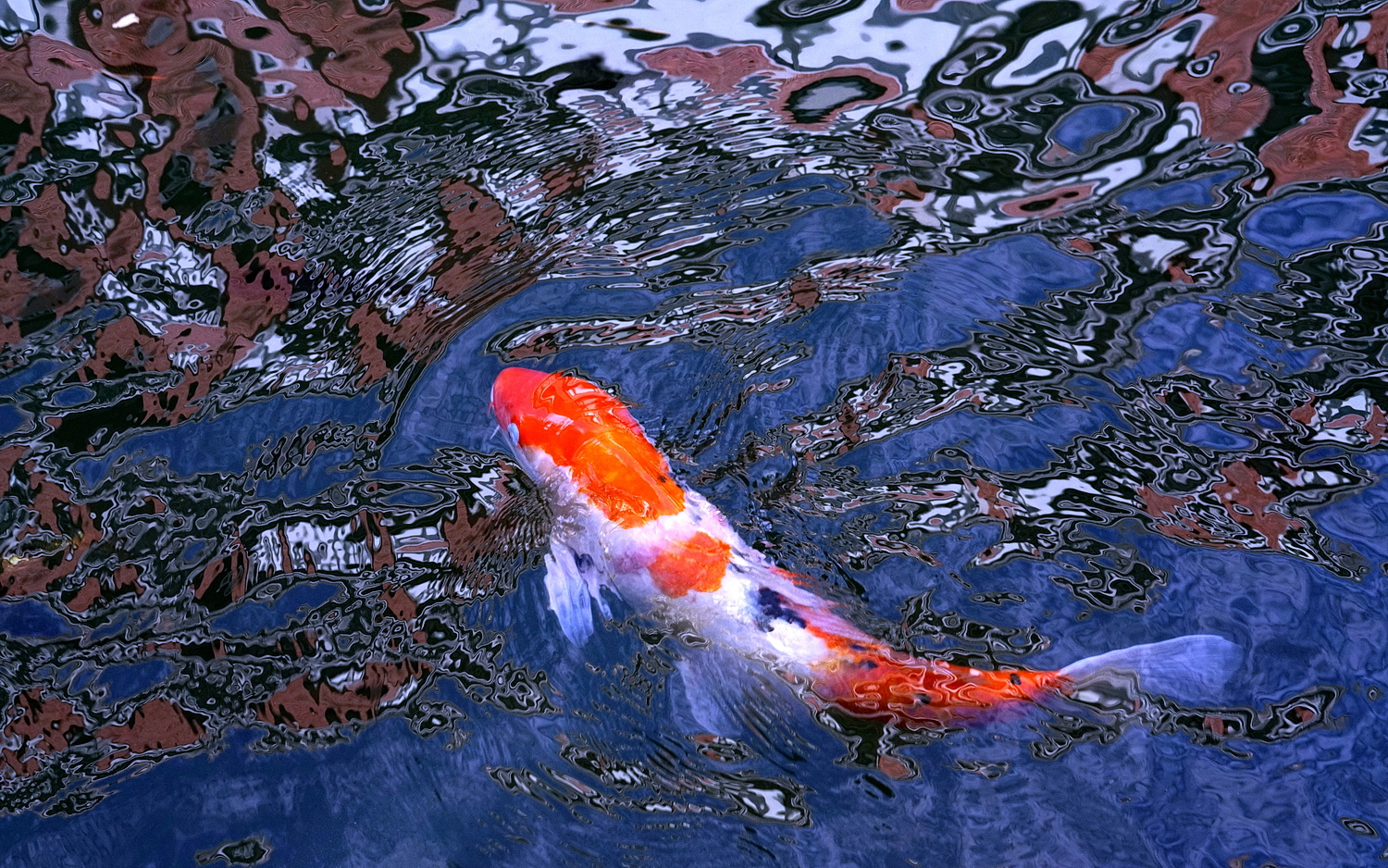 陳永鑑_錦鯉遊緃_20201111a.jpg