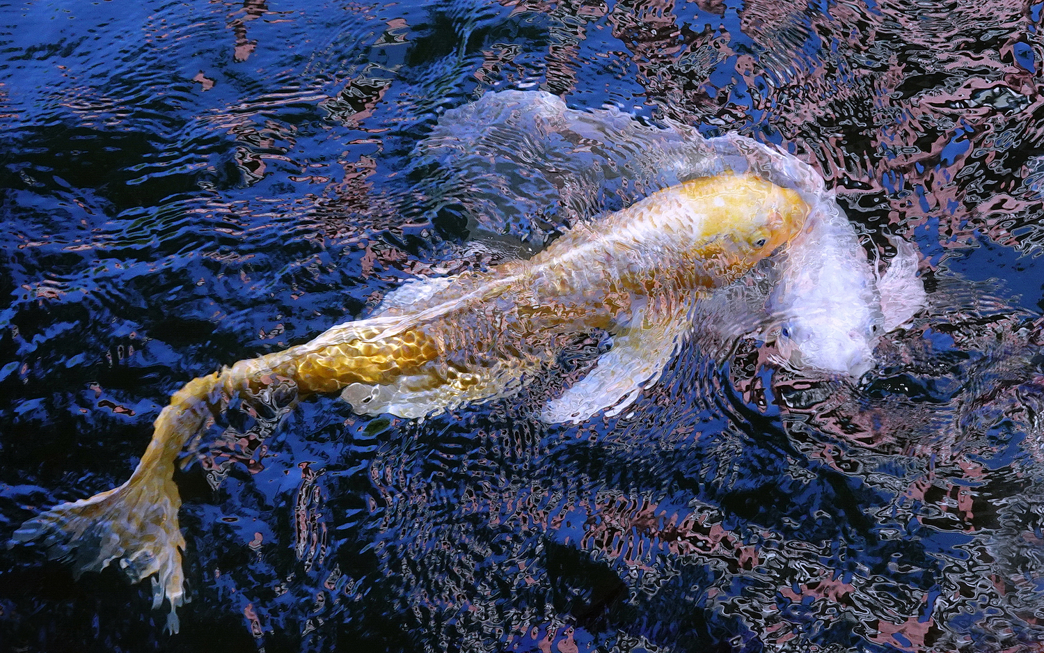 陳永鑑_錦鯉遊緃_20201110k.jpg