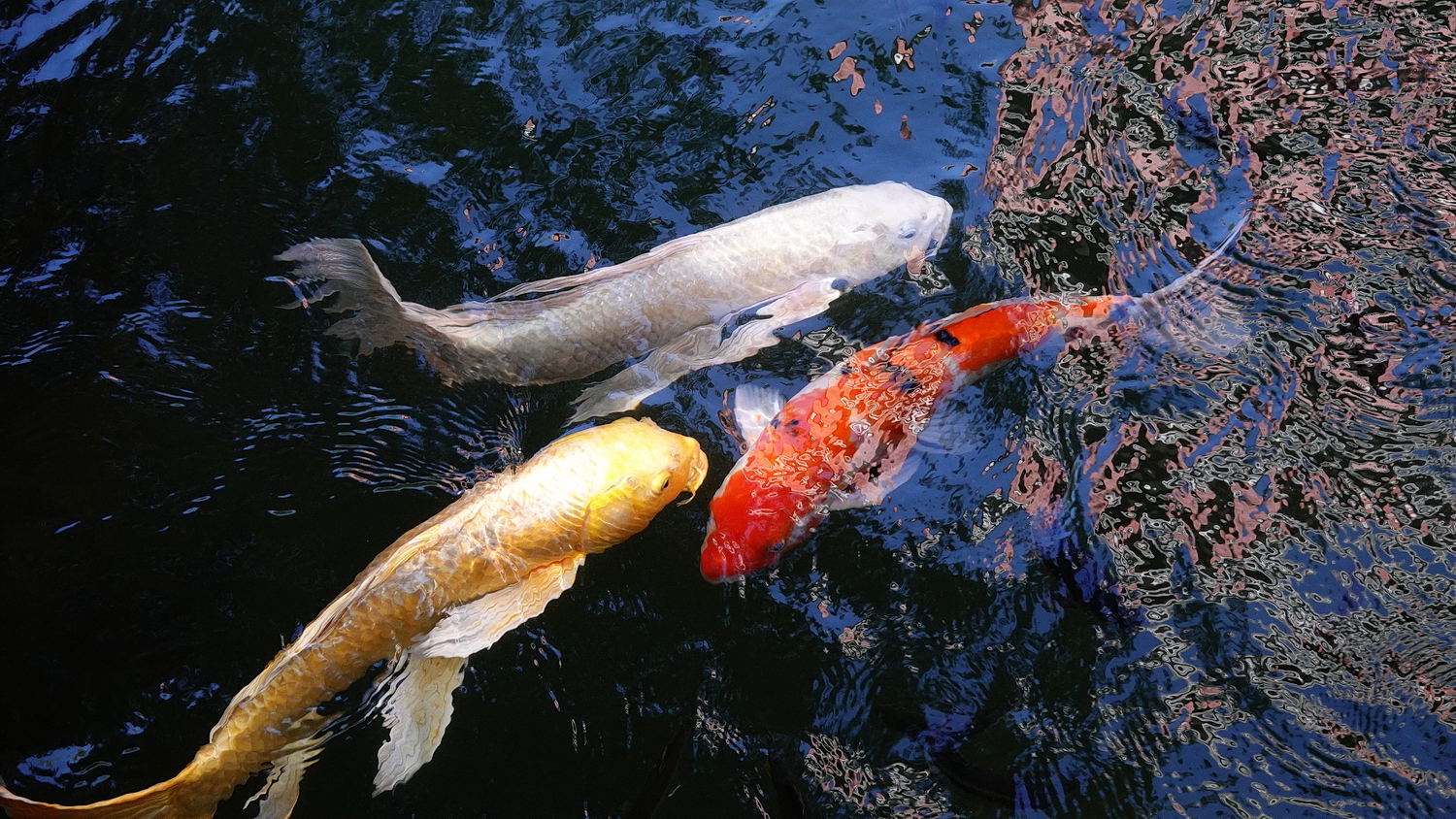 陳永鑑_錦鯉遊緃_20201110j.jpg