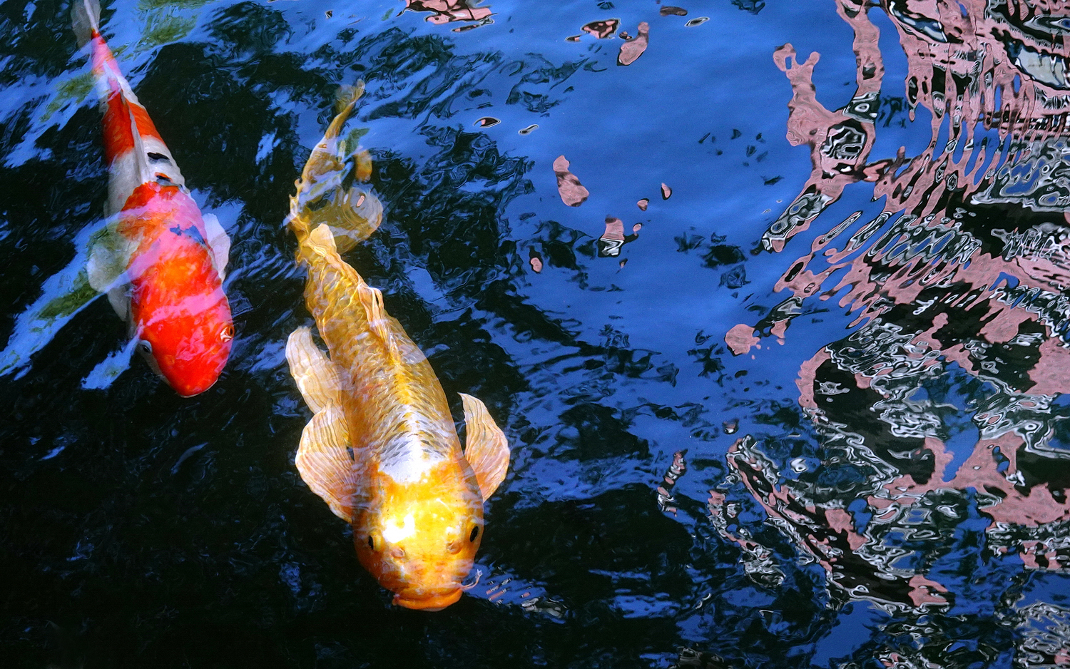 陳永鑑_錦鯉遊緃_20201110i.jpg