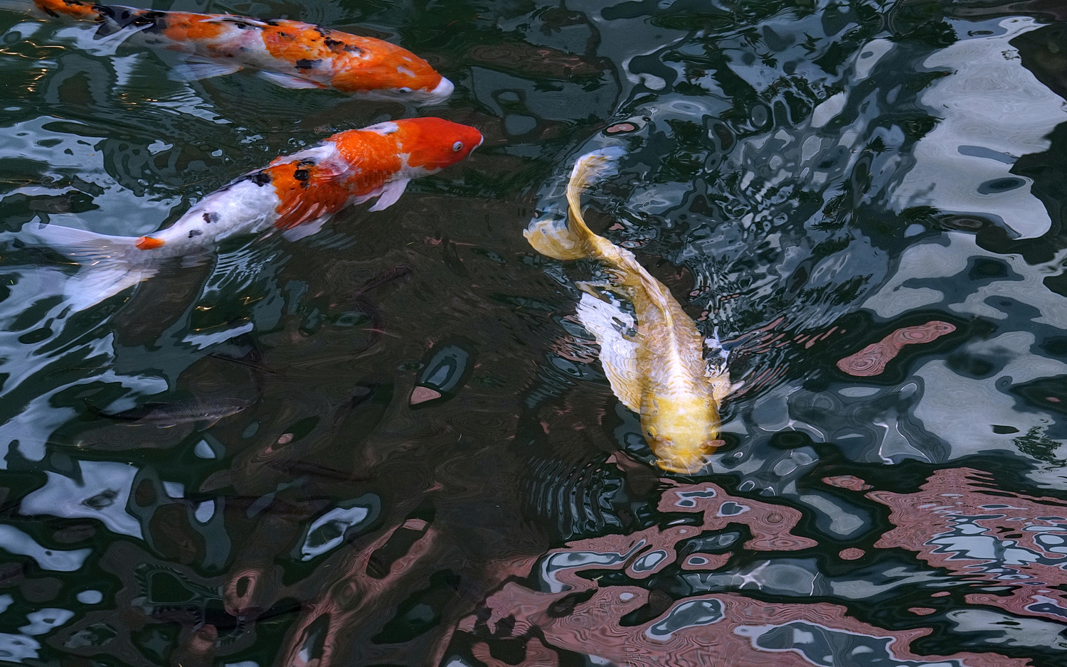 陳永鑑_錦鯉遊緃_20201112e.jpg