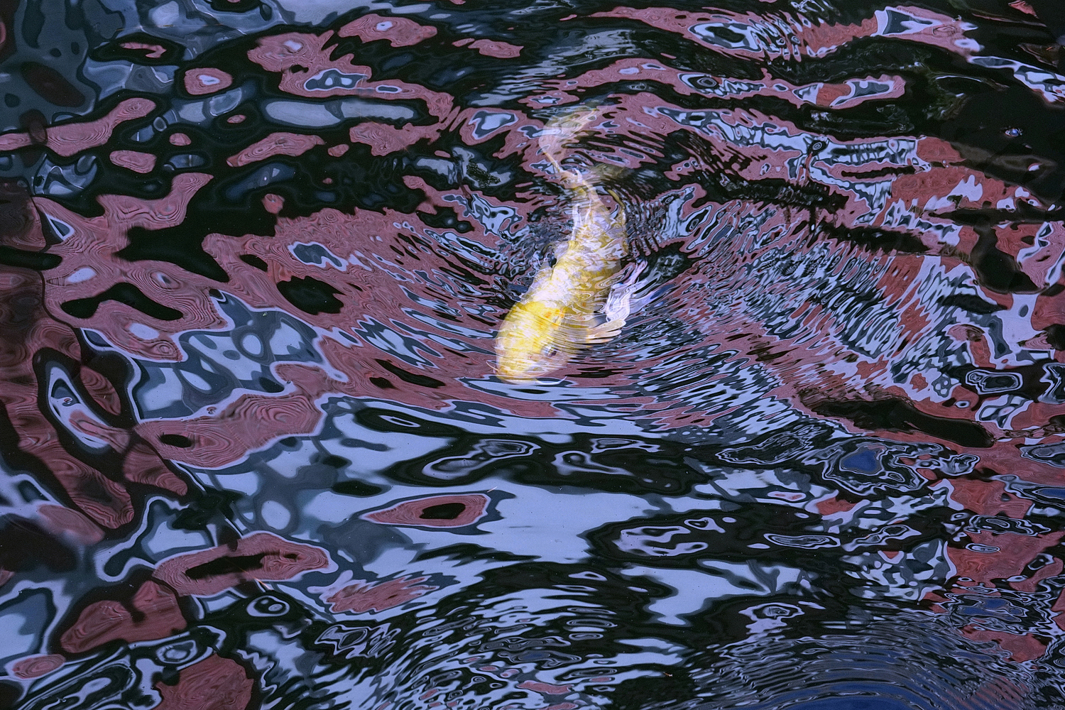 陳永鑑_錦鯉遊緃_20201112c.jpg